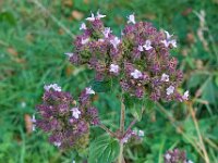 Origanum vulgare 17, Wilde marjolein, Saxifraga-Ab H Baas