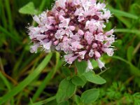 Origanum vulgare 20, Wilde marjolein, Saxifraga-Ed Stikvoort