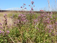 Origanum vulgare 22, Wilde marjolein, Saxifraga-Peter Meininger
