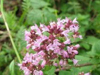Origanum vulgare 3, Wilde marjolein, Saxifraga-Rutger Barendse