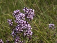 Origanum vulgare 33, Wilde marjolein, Saxifraga-Jan van der Straaten