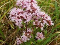 Origanum vulgare 38, Wilde marjolein, Saxifraga-Ed Stikvoort