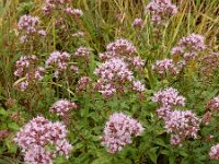 Origanum vulgare 39, Wilde marjolein, Saxifraga-Ed Stikvoort