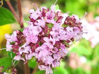 Origanum vulgare 43, Wilde Marjolein, Saxifraga-Bart Vastenhouw