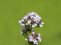 Origanum vulgare 44, Wilde marjolein, Saxifraga-Roel Meijer