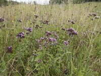 Origanum vulgare 46, Wilde marjolein, Saxifraga-Willem van Kruijsbergen