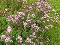 Origanum vulgare 57, Wilde marjolein, Saxifraga-Hans Grotenhuis
