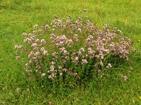 Origanum vulgare 58, Wilde marjolein, Saxifraga-Hans Grotenhuis