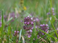 Origanum vulgare 6, Wilde marjolein, Saxifraga-Rudmer Zwerver