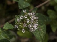 Origanum vulgare 61, Wilde marjolein, Saxifraga-Jan van der Straaten