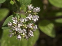 Origanum vulgare 62, Wilde marjolein, Saxifraga-Jan van der Straaten