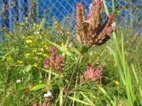 Origanum vulgare ssp prismaticum 23, Saxifraga-Rutger Barendse