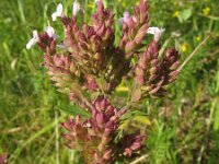 Origanum vulgare ssp prismaticum 25, Saxifraga-Rutger Barendse