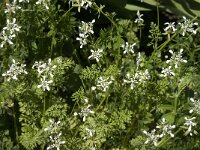 Orlaya daucoides 2, Saxifraga-Jan van der Straaten