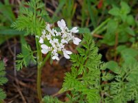Orlaya daucoides 5, Saxifraga-Ed Stikvoort