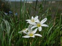 Ornithogalum balansae 2, Saxifraga-Ed Stikvoort
