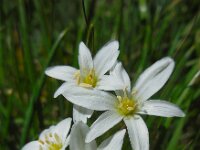 Ornithogalum balansae 3, Saxifraga-Ed Stikvoort