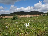 Ornithogalum collinum 3, Saxifraga-Jeroen Willemsen