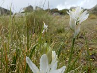 Ornithogalum concinnum 7, Saxifraga-Ed Stikvoort