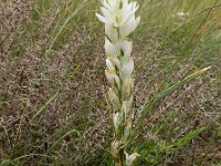 Ornithogalum concinnum 8, Saxifraga-Ed Stikvoort
