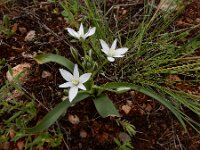 Ornithogalum montanum 13, Saxifraga-Ed Stikvoort : Jerevan - Areni - Noravank s9900