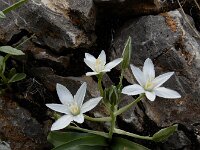 Ornithogalum montanum 14, Saxifraga-Ed Stikvoort : Jerevan - Areni - Noravank A900