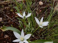 Ornithogalum montanum 15, Saxifraga-Ed Stikvoort : Jerevan - Areni - Noravank s9900