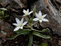Ornithogalum montanum 16, Saxifraga-Ed Stikvoort : Jerevan - Areni - Noravank A900