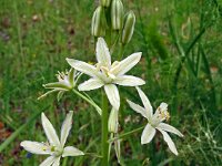 Ornithogalum narbonense 13, Saxifraga-Hans Grotenhuis