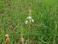 Ornithogalum narbonense 14, Saxifraga-Hans Grotenhuis