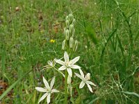 Ornithogalum narbonense 15, Saxifraga-Hans Grotenhuis