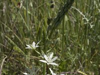 Ornithogalum narbonense 16, Saxifraga-Willem van Kruijsbergen