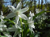 Ornithogalum nutans 15, Knikkende vogelmelk, Saxifraga-Ed Stikvoort