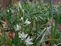 Ornithogalum nutans 16, Knikkende vogelmelk, Saxifraga-Ed Stikvoort