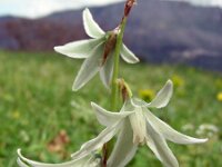 Ornithogalum nutans 17, Knikkende vogelmelk, Saxifraga-Ed Stikvoort