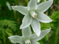 Ornithogalum nutans 19, Knikkende vogelmelk, Saxifraga-Ed Stikvoort