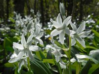 Ornithogalum nutans 20, Knikkende vogelmelk, Saxifraga-Ed Stikvoort