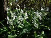 Ornithogalum nutans 21, Knikkende vogelmelk, Saxifraga-Ed Stikvoort
