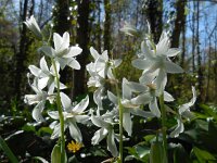 Ornithogalum nutans 23, Knikkende vogelmelk, Saxifraga-Ed Stikvoort