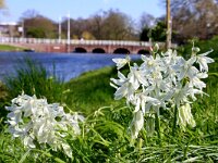 Ornithogalum nutans 25, Knikkende vogelmelk, Saxifraga-Foto Fitis-Sytske Dijksen