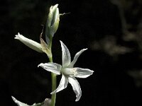 Ornithogalum nutans 3, Saxifraga-Jan van der Straaten
