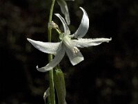 Ornithogalum nutans 4, Saxifraga-Jan van der Straaten