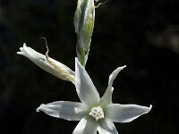 Ornithogalum nutans 5, Saxifraga-Willem van Kruijsbergen