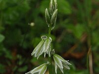 Ornithogalum nutans 9, Saxifraga-Harry Jans