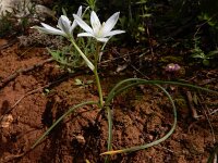 Ornithogalum orthophyllum 10, Saxifraga-Ed Stikvoort : Ribeira Quarteira