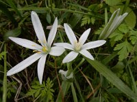Ornithogalum orthophyllum 9, Saxifraga-Ed Stikvoort : Ribeira Quarteira