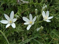 Ornithogalum orthophyllum ssp baeticum 1, Saxifraga-Jan van der Straaten
