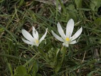 Ornithogalum orthophyllum ssp baeticum 6, Saxifraga-Jan van der Straaten
