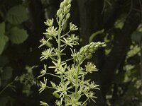 Ornithogalum pyrenaicum 4, Bosvogelmelk, Saxifraga-Marijke Verhagen