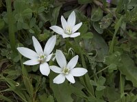 Ornithogalum umbellatum 61, Gewone vogelmelk, Saxifraga-Willem van Kruijsbergen